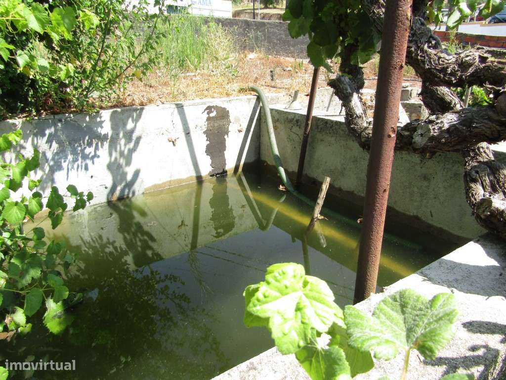 Lote da Tapada, Sardoal-10