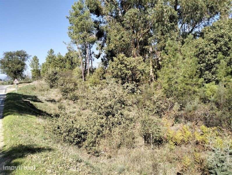 Terreno Rústico / Fundão, Pêro Viseu - Grande imagem: 2/7