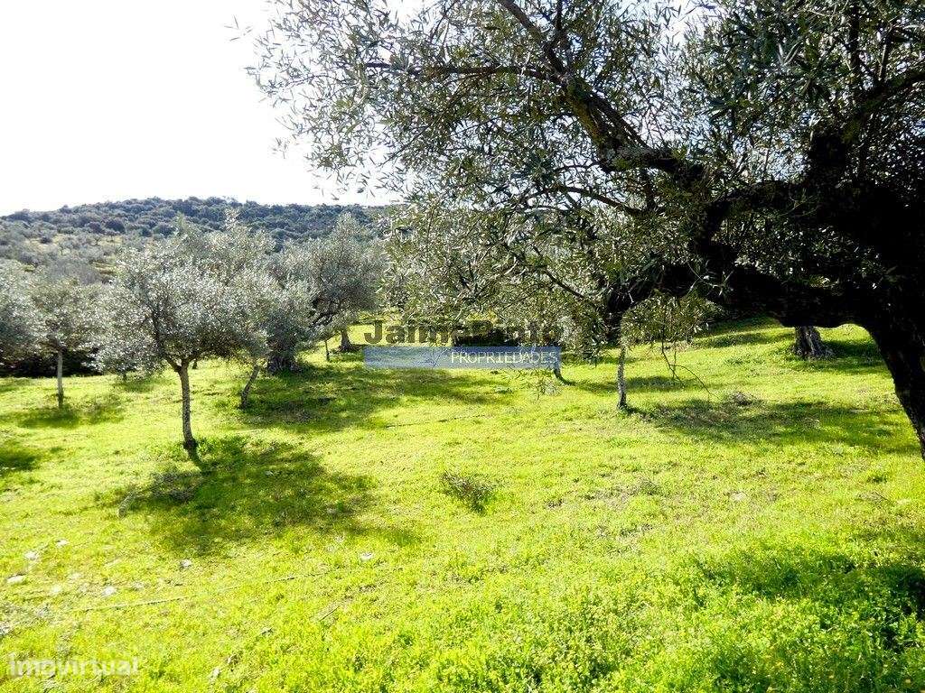 Olival de 100ha. Portugal, Barca DAlva.-5