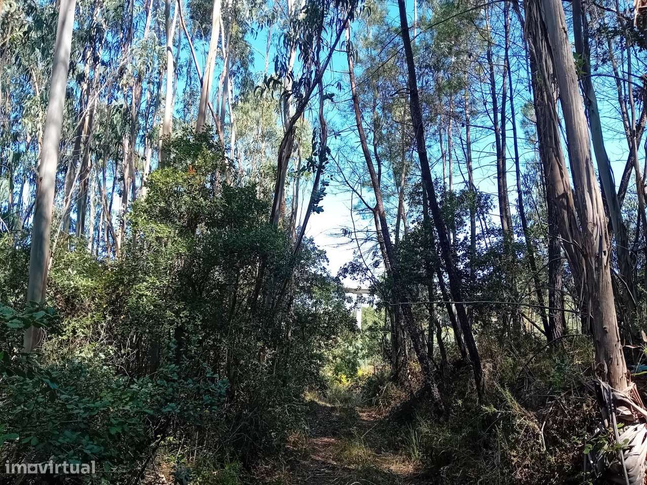Terreno florestal com eucaliptos e pinheiros, com bons acessos-0