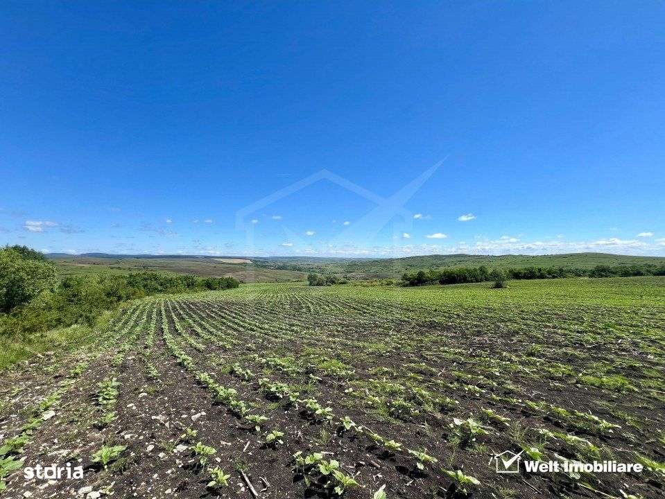 Oportunitate investitie, Chinteni, zona Macicas 31.600 MP - Imagine principală: 4/9