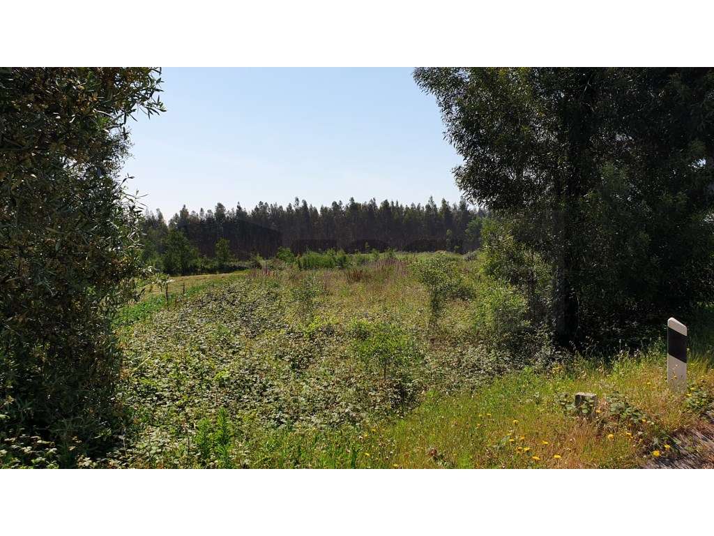Terreno para construção de Pavilhão / Industria Albergaria-a-Velha - Grande imagem: 4/9