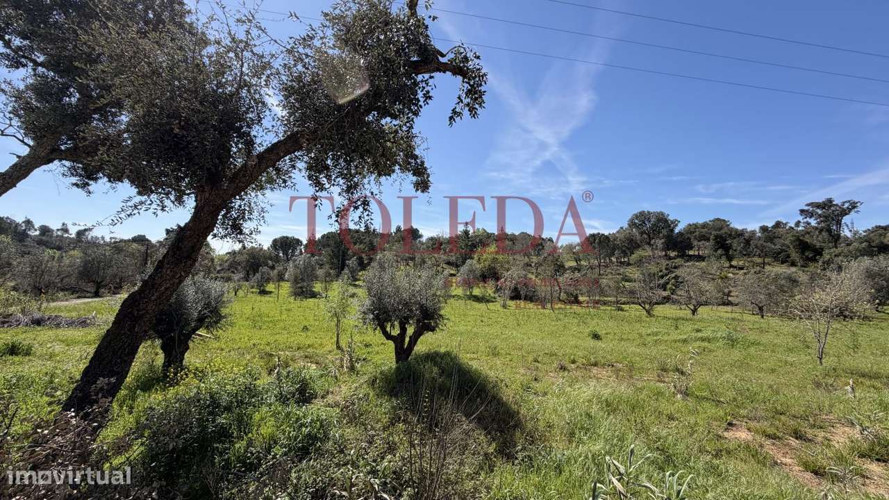 Quintinha em Tomar com 2 casas-52