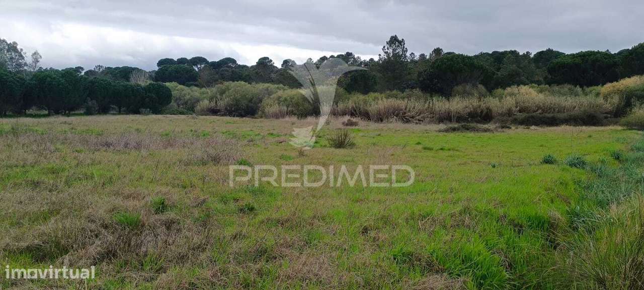 Terreno rustico (1,6 ha) junto à Mata de Cabeção– Excelente Oportun... - Grande imagem: 3/5