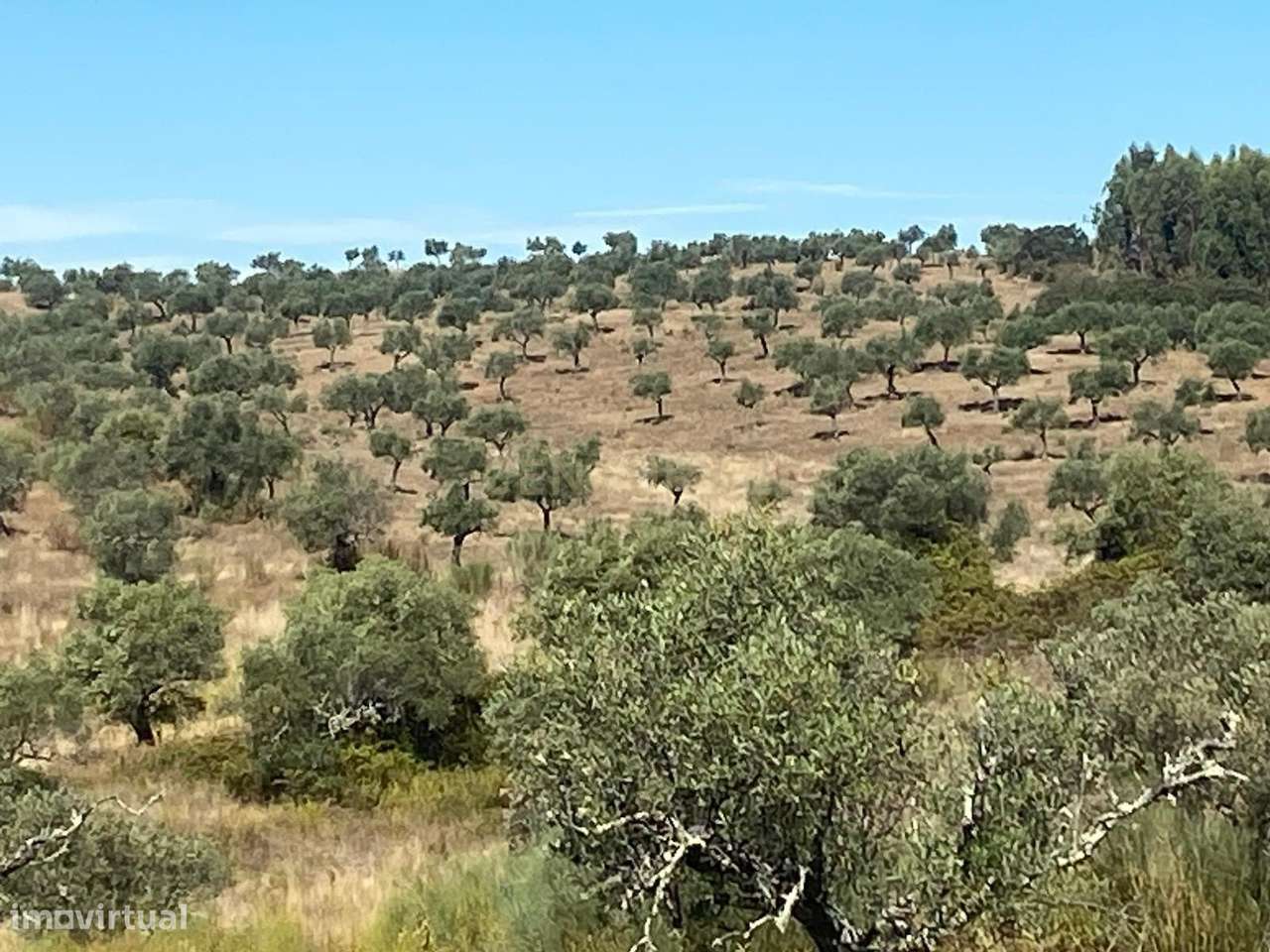 Olival tradicional Escalos de Baixo - Grande imagem: 2/11
