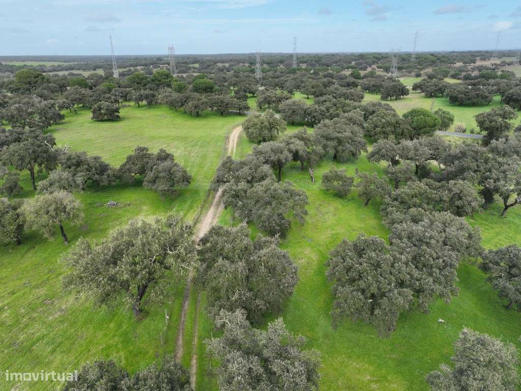 Propriedade Rústica com 11 Hectares junto a Canhestros-25