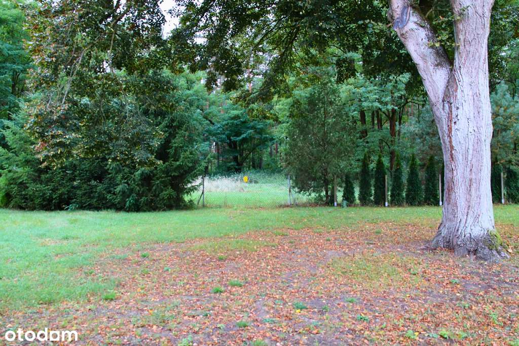 Dom w zaciszu lasu - Pełny obrazek: 5/12