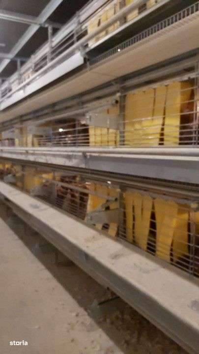 DE VÂNZARE Hala producție oua consum-9