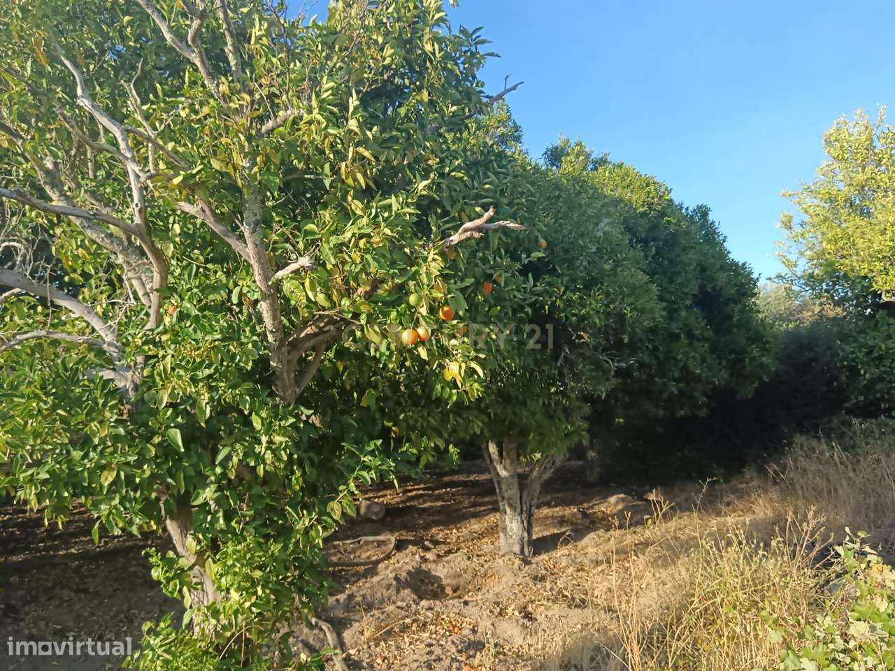 Terreno rústico 7ha Palvarinho, Castelo Branco - Grande imagem: 4/14