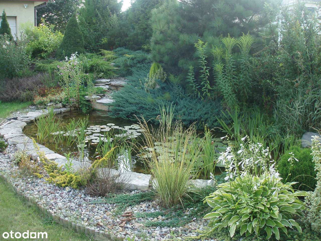 Dom z dużym ogrodem przy Lesie Kabackim - Pełny obrazek: 5/15