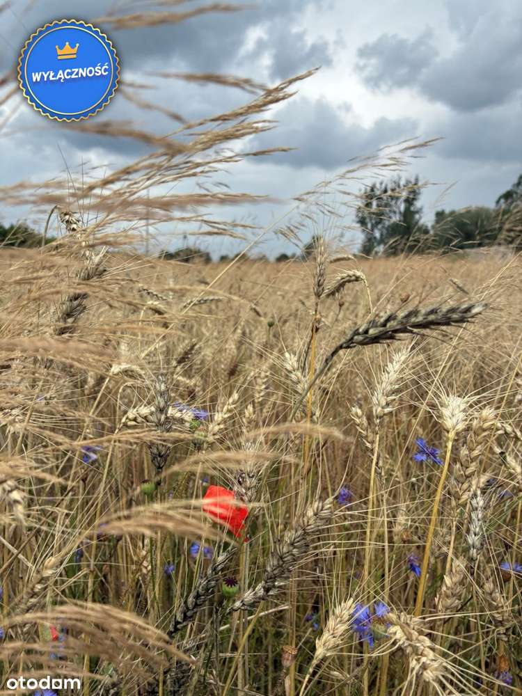 Duża działka - wydane warunki zabudowy - 1,93 Ha - Pełny obrazek: 5/7