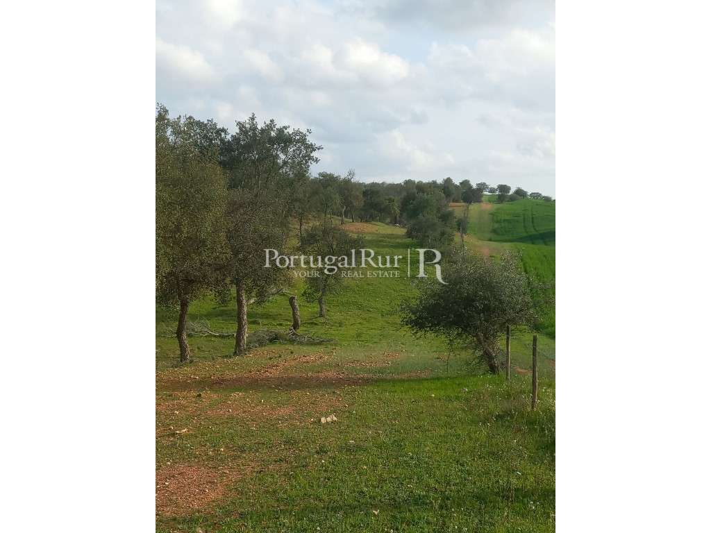 Terreno em Serpa com Viabilidade para Construção - Grande imagem: 4/8