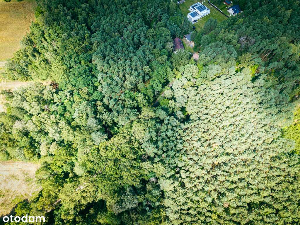 Leśne zacisze czeka na Ciebie! - Pełny obrazek: 4/10