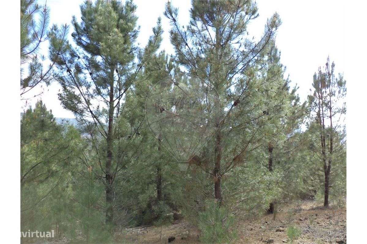 Quinta T0 para venda - Grande imagem: 2/24