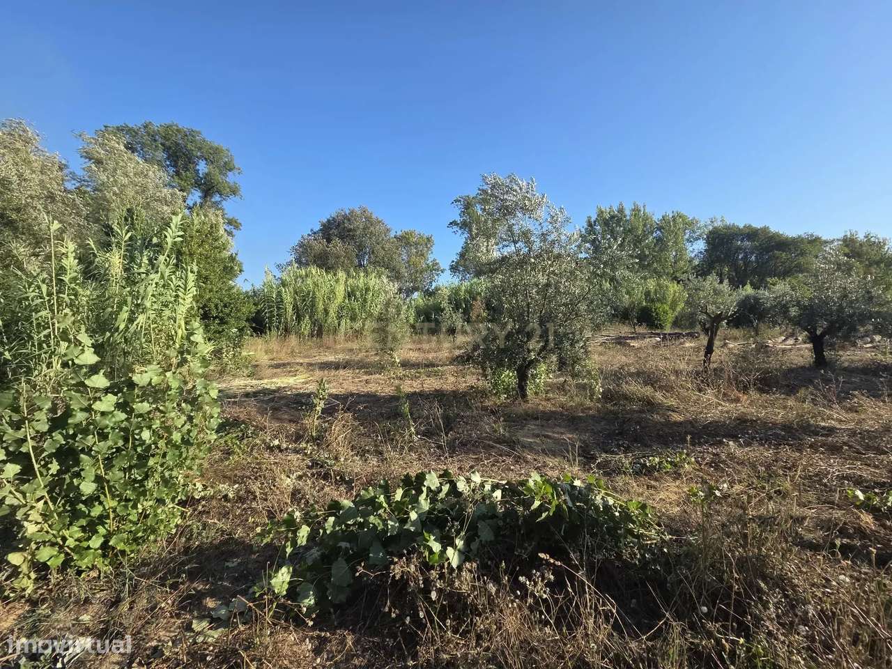 Casa Antiga || Quintinha com 7000 m2 || Vermoil, Pombal-6