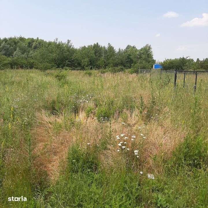 Teren 500 mp, Domnesti, str. Salciei - Imagine principală: 4/4