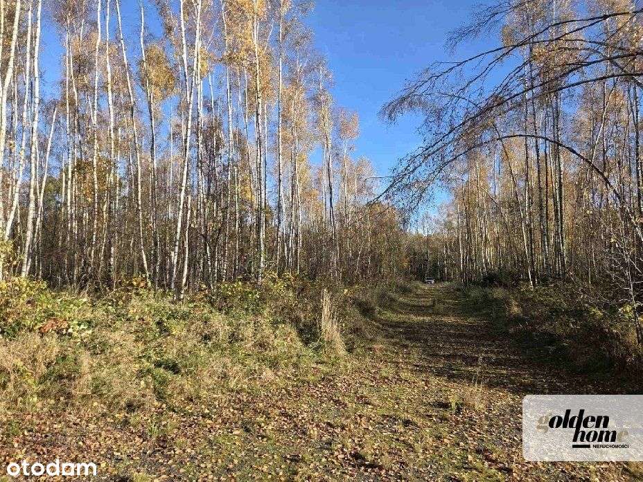 ⭐️Brzozowy Gaj⭐️działki na Przedgórzu Izerskim-6