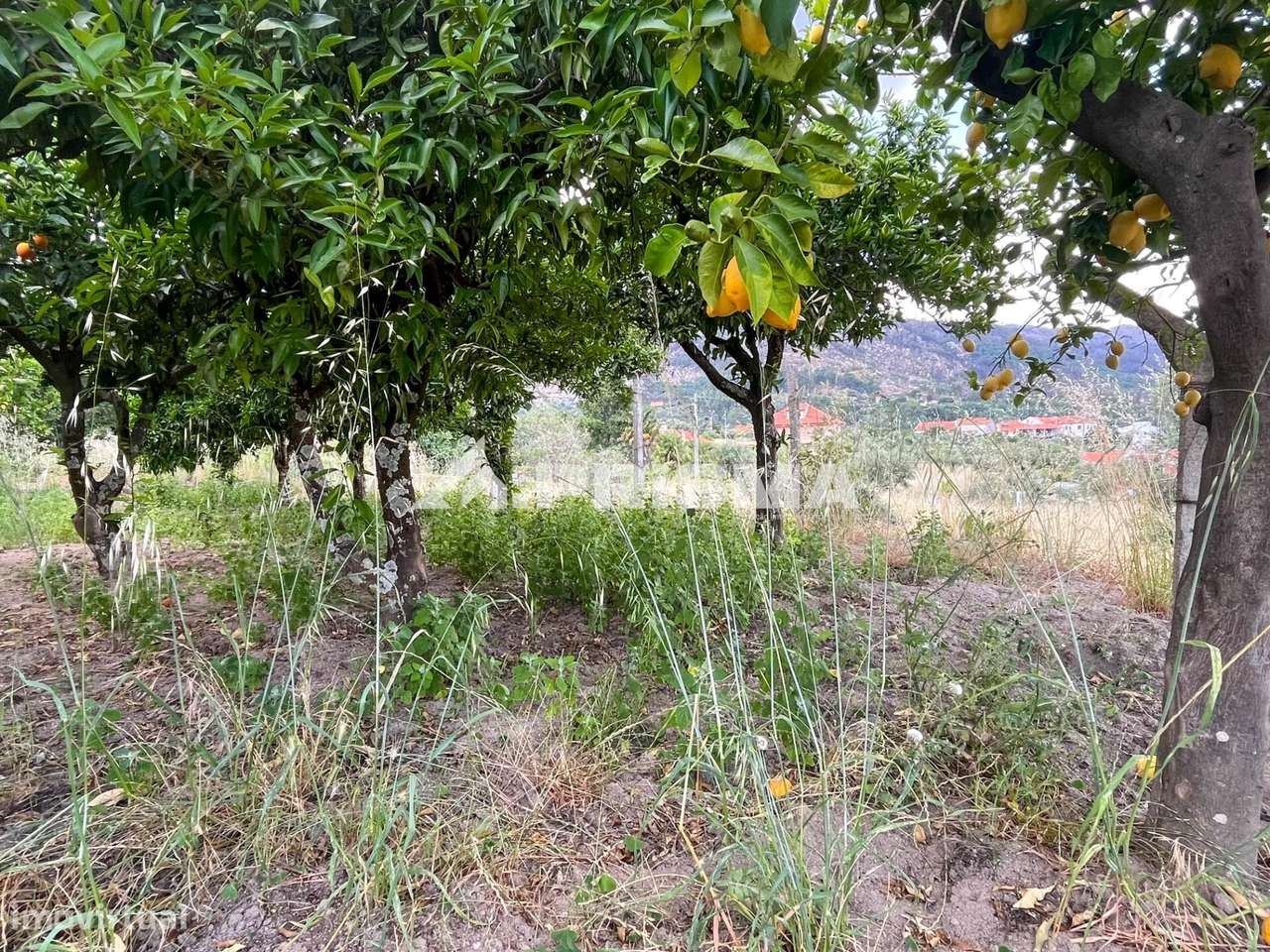 Quintinha para venda em Louriçal do Campo, Castelo Branco-16