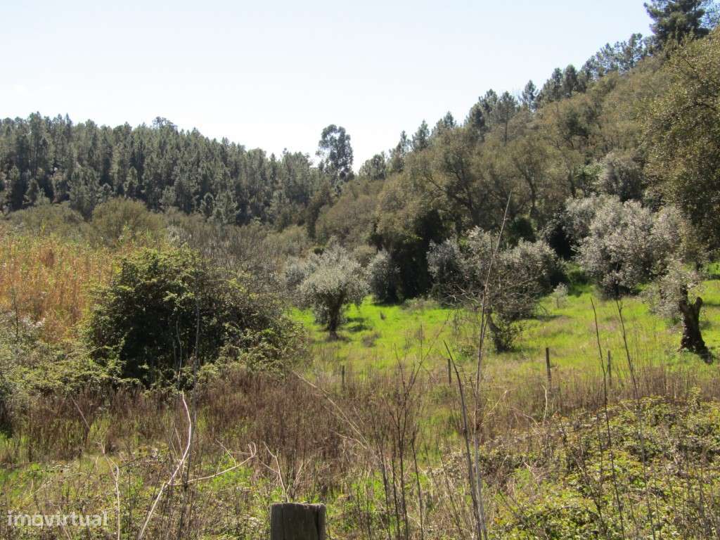Terreno da Figueira Regal , Sardoal-6