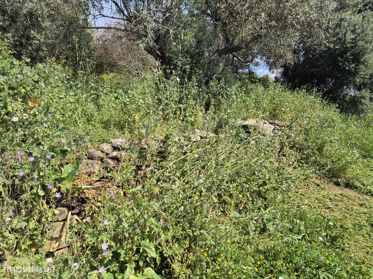 2 moradias terreas com terreno separado na Corte Zorrinho-Almodovar-11