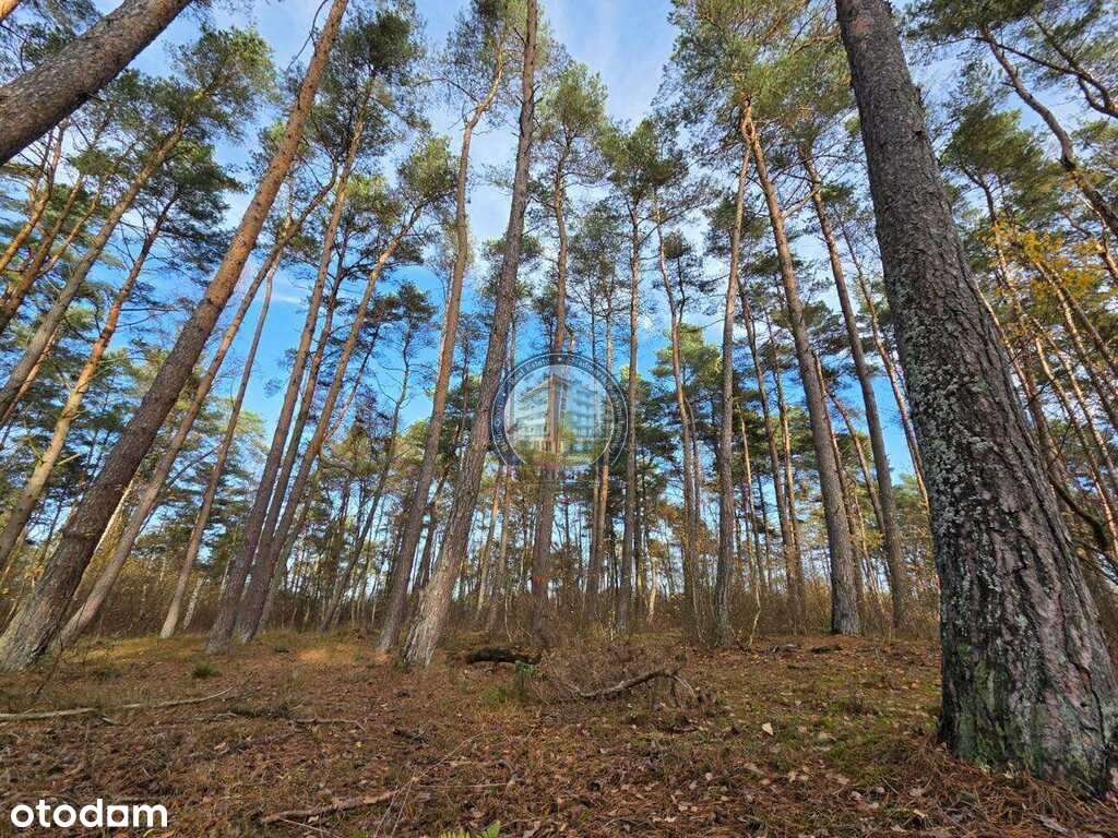 Działka w lesie, pod dom 900 m od plaży-7