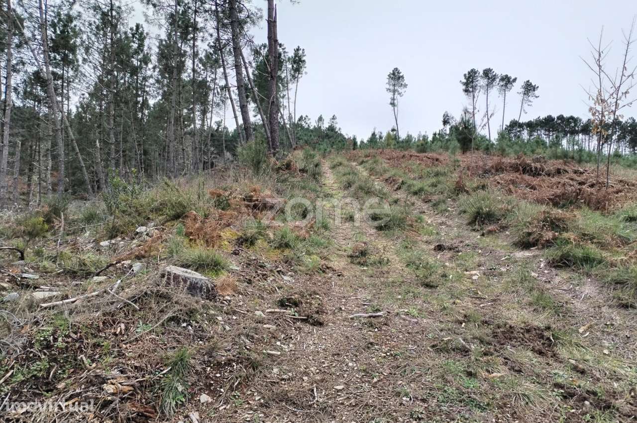 Terreno agricola e florestal.-19