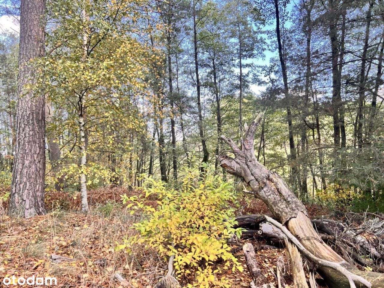 Działka siedliskowa z linią brzegową, przy lesie-14
