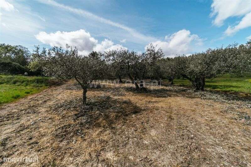 Terreno Rústico / Fundão, Castelejo - Grande imagem: 3/10