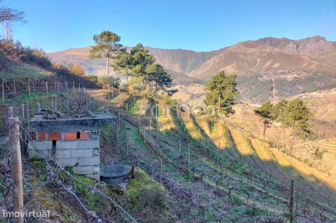 Terreno com 9617m2 distribuidos por Vinha, olival e souto em Vinhós - Grande imagem: 5/5