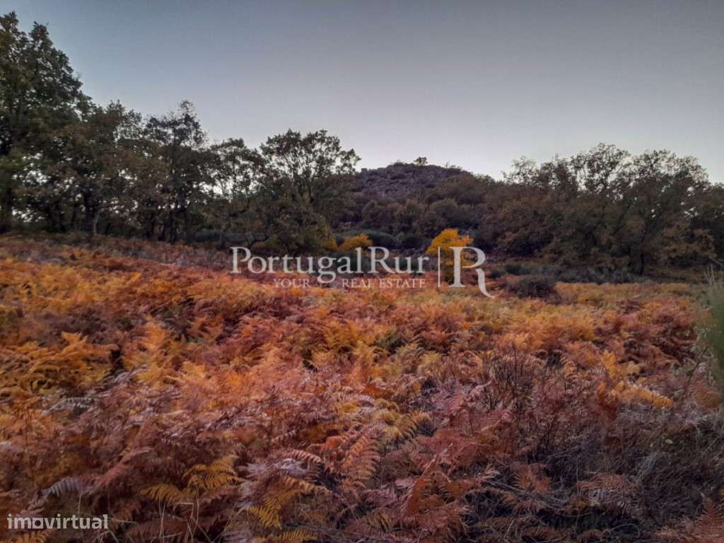 Quintinha com 3 ha e casa para reconstrução - Grande imagem: 5/47