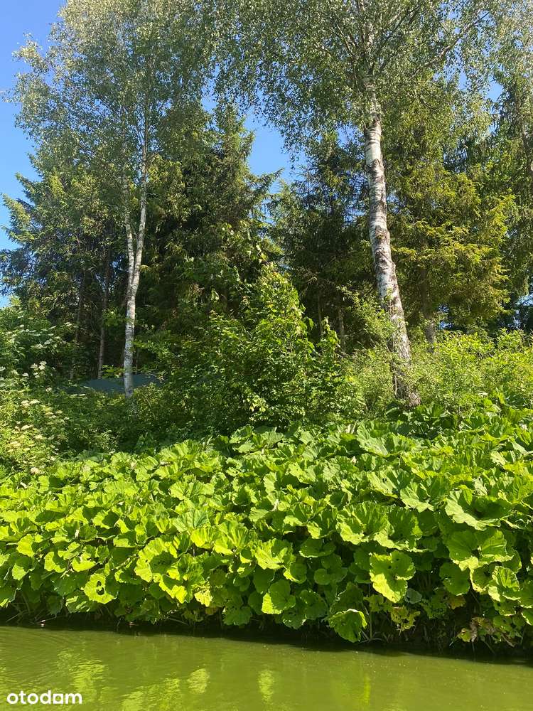 Działka siedliskowa z wydanymi warunkami zabudowy + stawy rybne-3