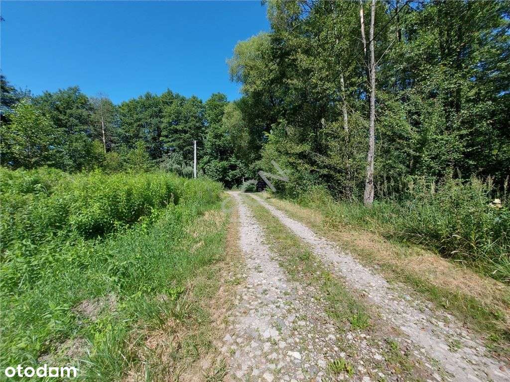 Działka niedaleko lasu! - Pełny obrazek: 5/5