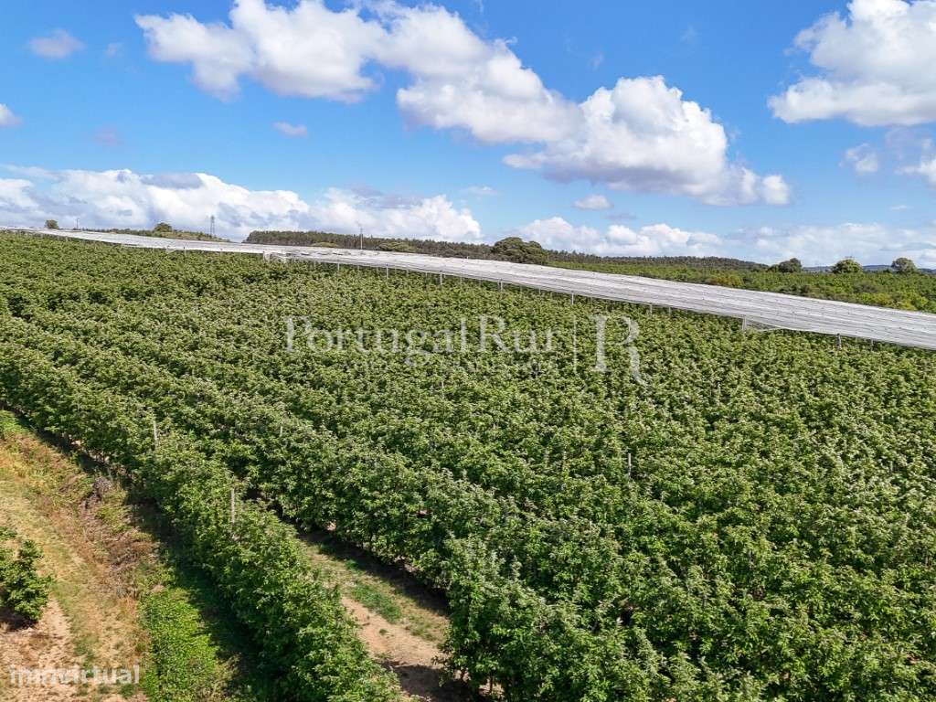 Exploração Agrícola com 37 ha e produção de Pera Rocha no Cadaval-26