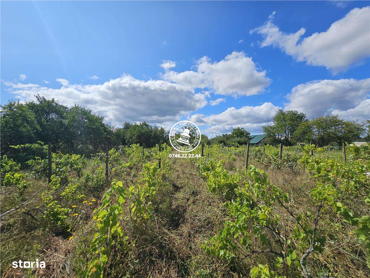 Teren intravilan Aroneanu 6.650 mp,la asfalt,toate utilitatile - Imagine principală: 1/4