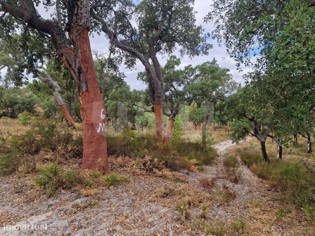 Terreno 14 HECTARES COM SOBREIROS E PINHEIROS-7