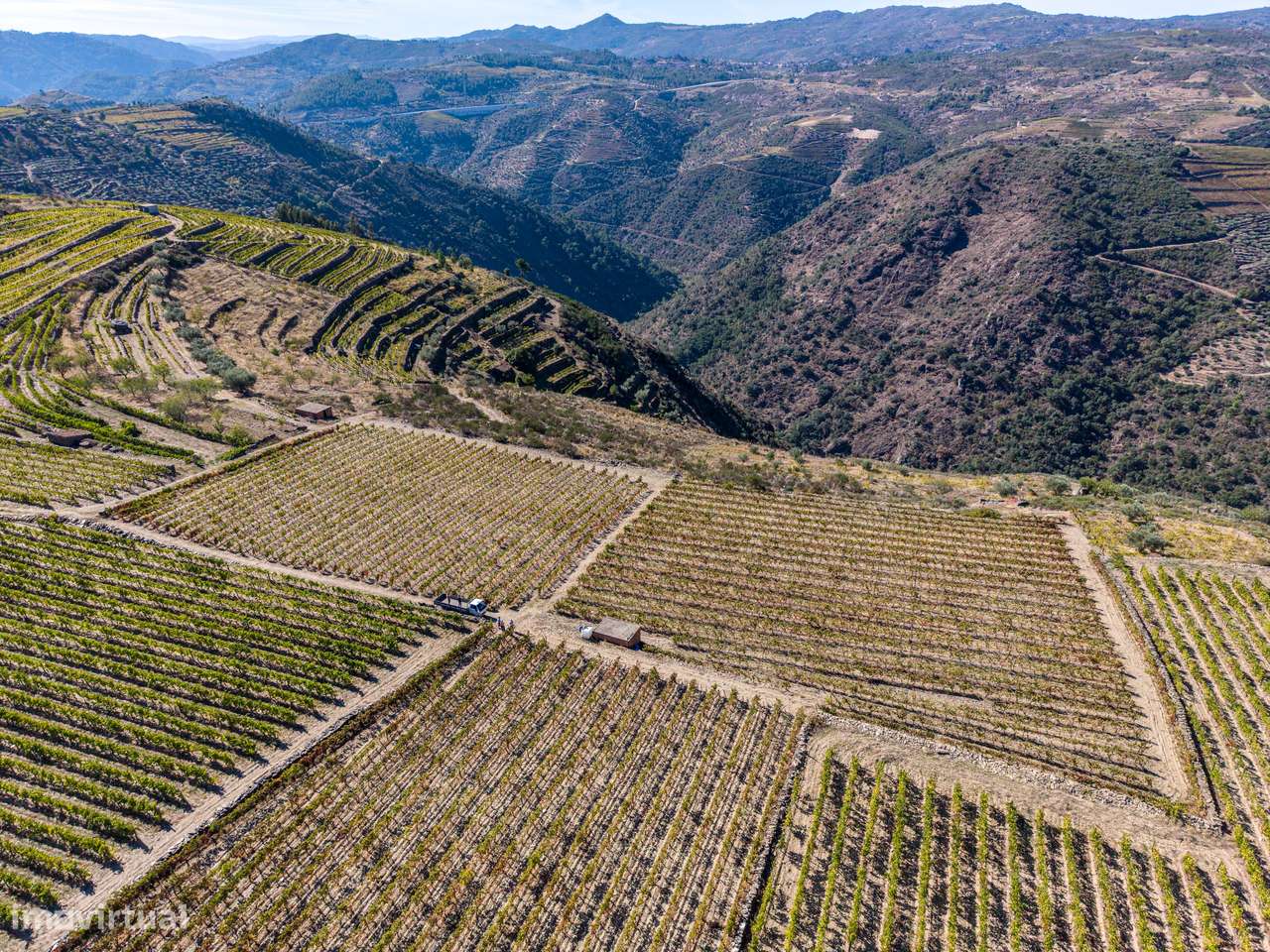 VINHA À VENDA EM MURÇA – REGIÃO DEMARCADA DO DOURO-7
