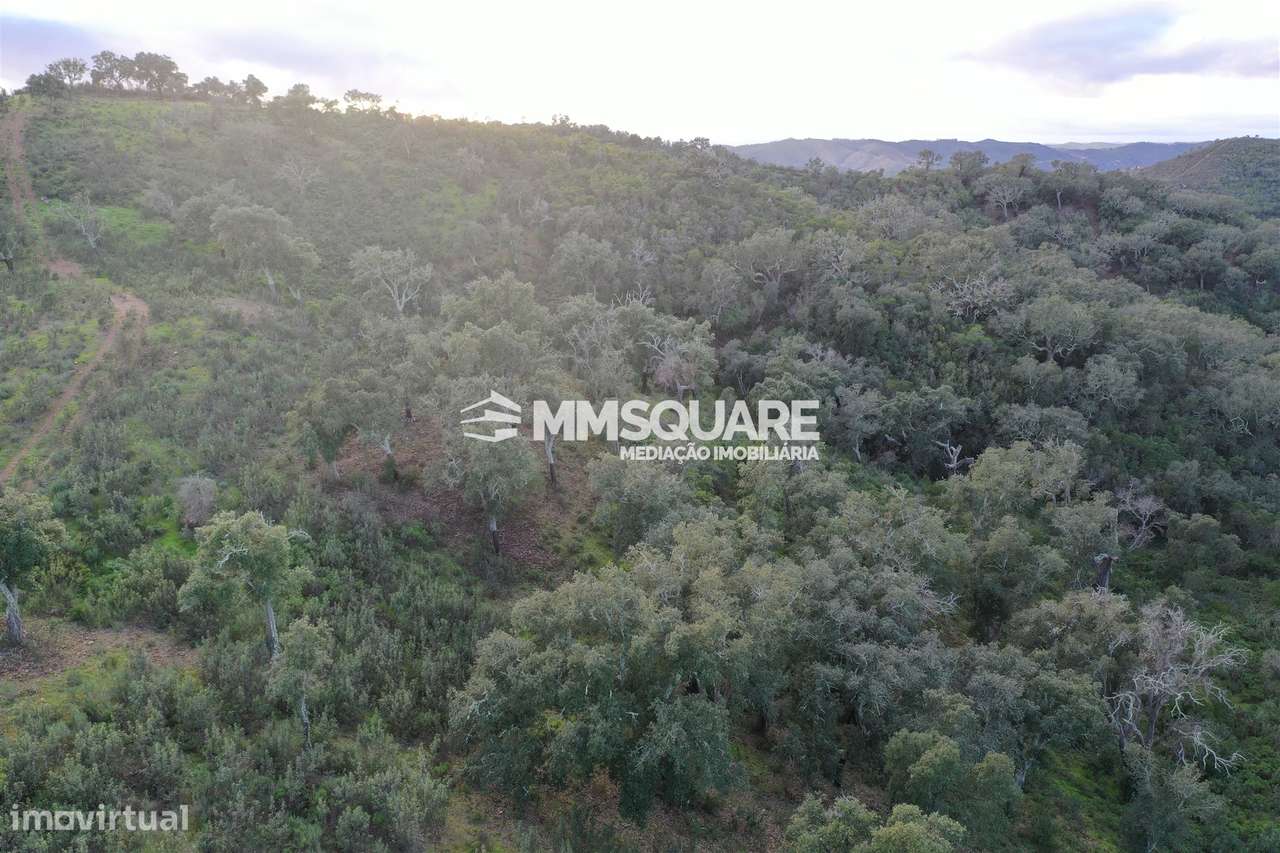 Terreno Rústico  Venda em Santana da Serra,Ourique - Grande imagem: 5/10