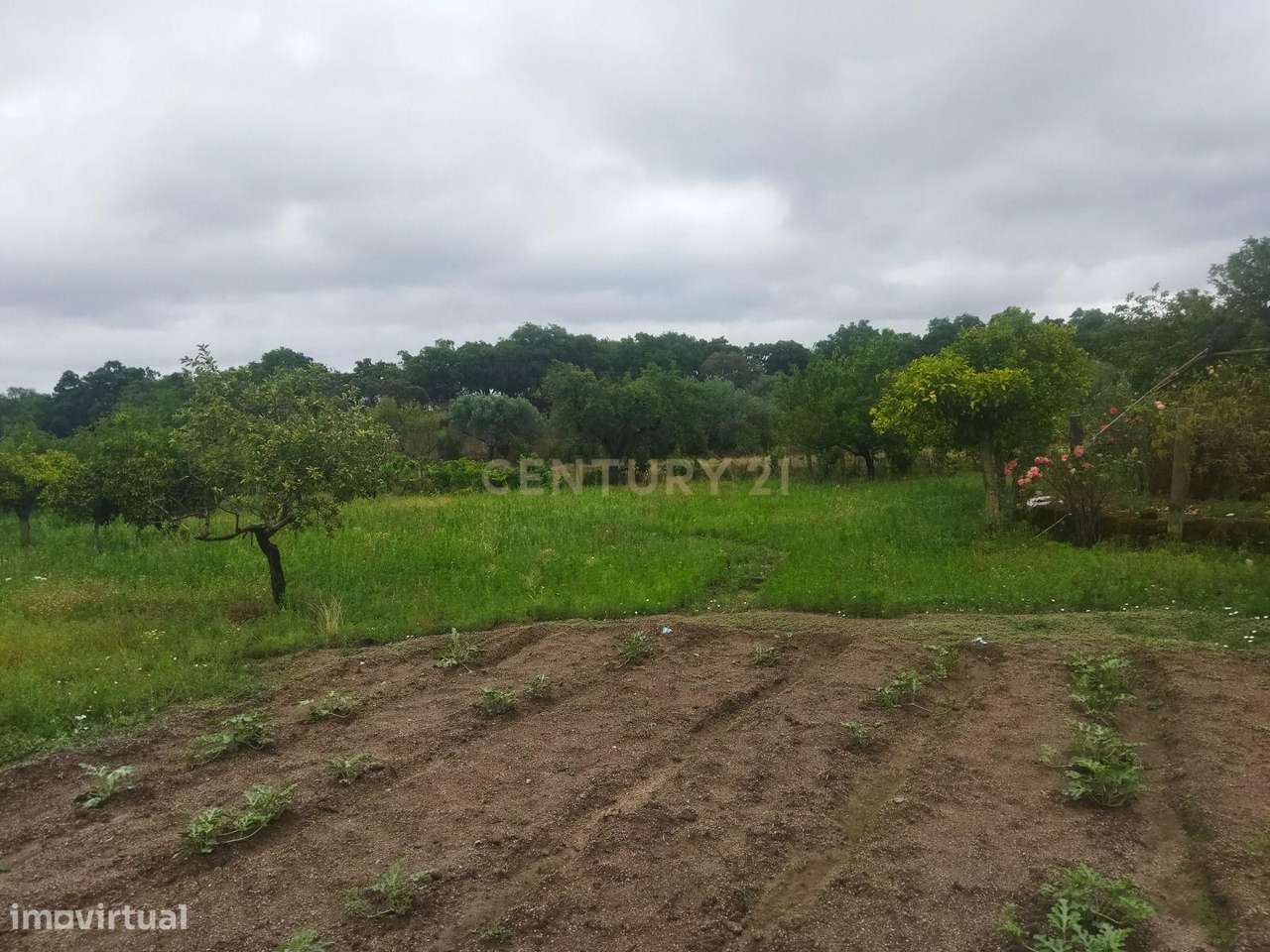 Terreno Rústico na Lousa, Castelo Branco-13