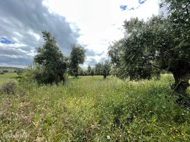 Terreno/Olival  de 11.700 m2 , com Casa para recuperar,  Olival tradic-13