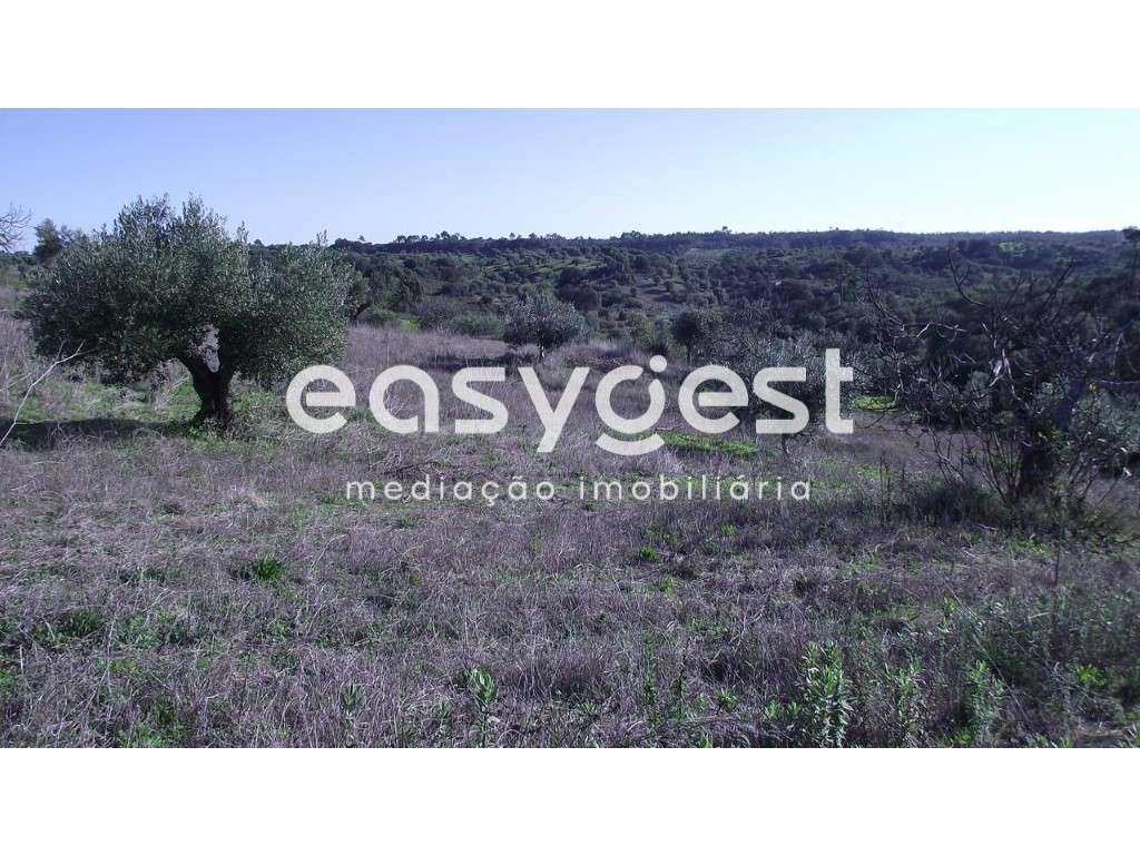 Terreno com vista sobre a Serra D´Aire e Candeeiros - Torres Novas - Grande imagem: 5/12