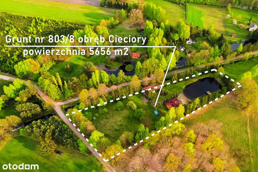 Naturalne siedlisko w otoczeniu zieleni oraz rzeki Pisy - Pełny obrazek: 5/20