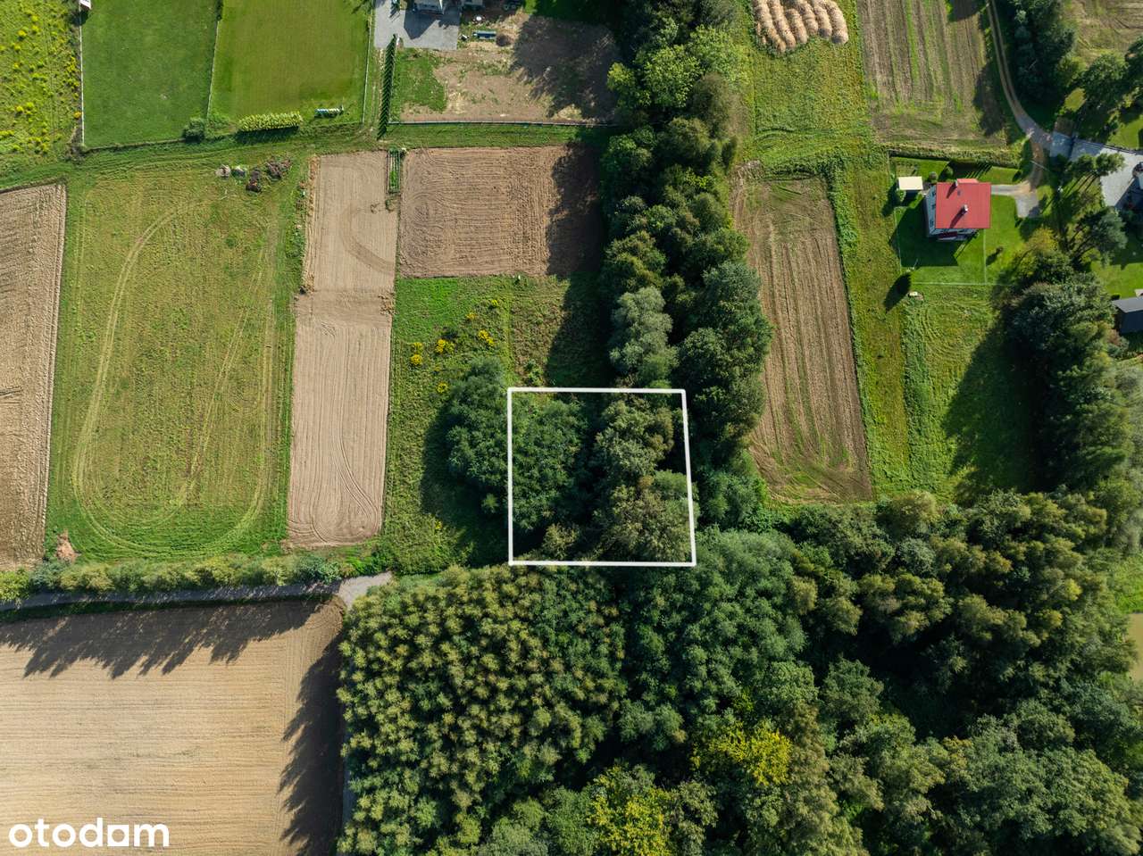 Działka budowlana z prywatnym lasem | Nidek-8