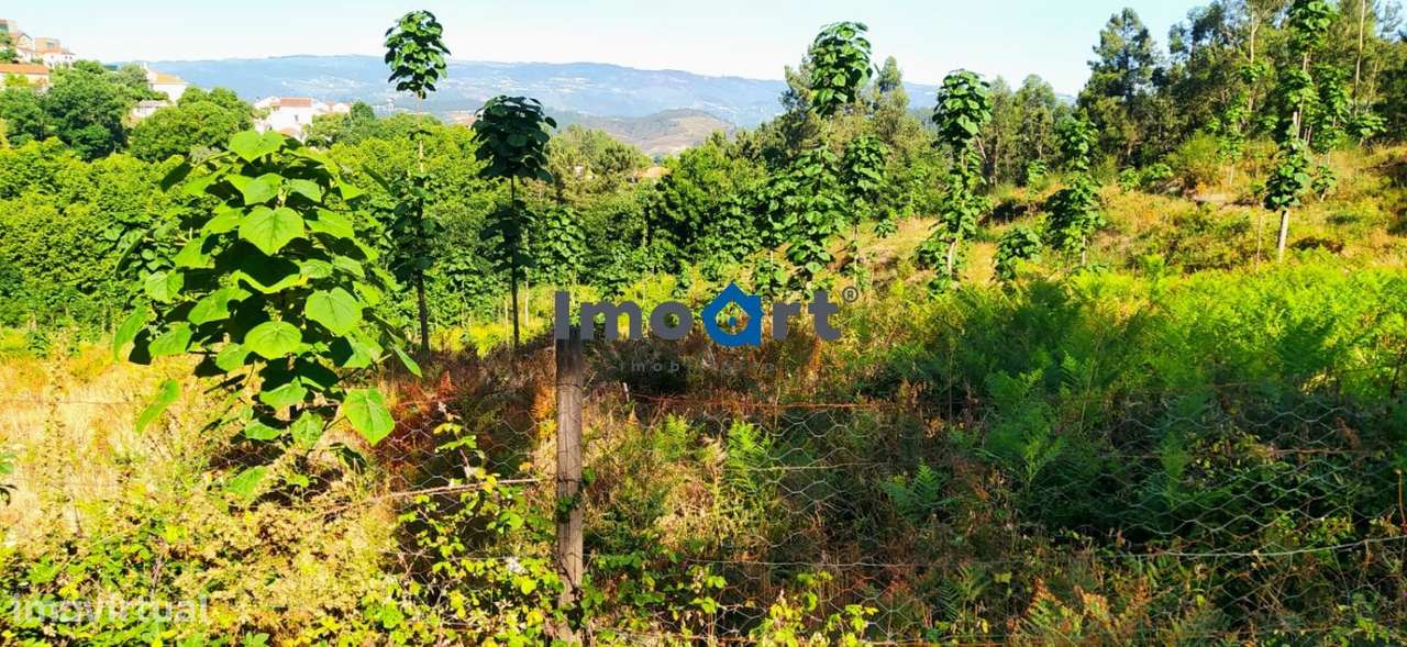 Terreno com nascente de Água!-6