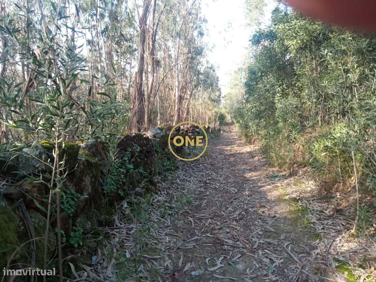 Terreno florestal em Remelhe, Barcelos - Grande imagem: 4/5