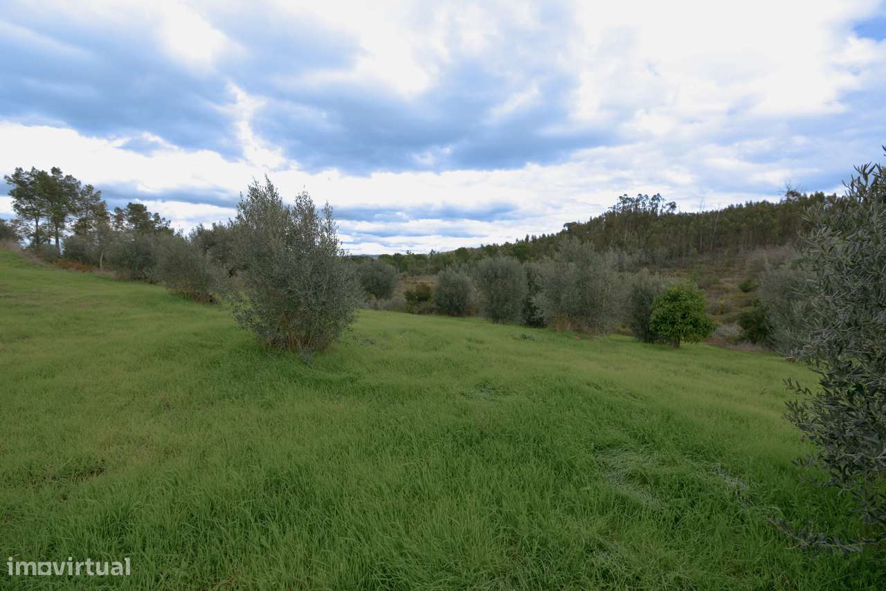 Terreno  Venda em Asseiceira,Tomar-4