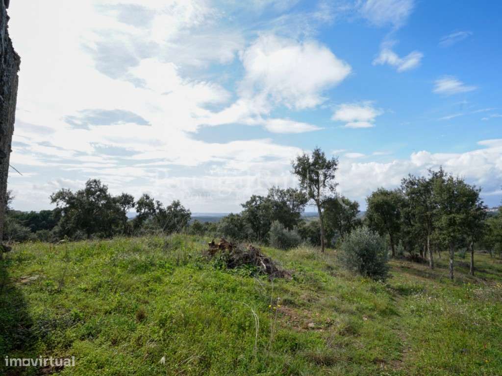 Quintinha rural com moradia T5 aprovada, em Mouriscas - Abrantes - Grande imagem: 5/18