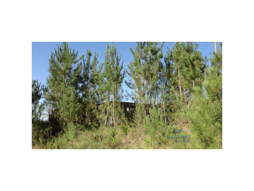 Terreno Venda Caldas da Rainha - Grande imagem: 5/9