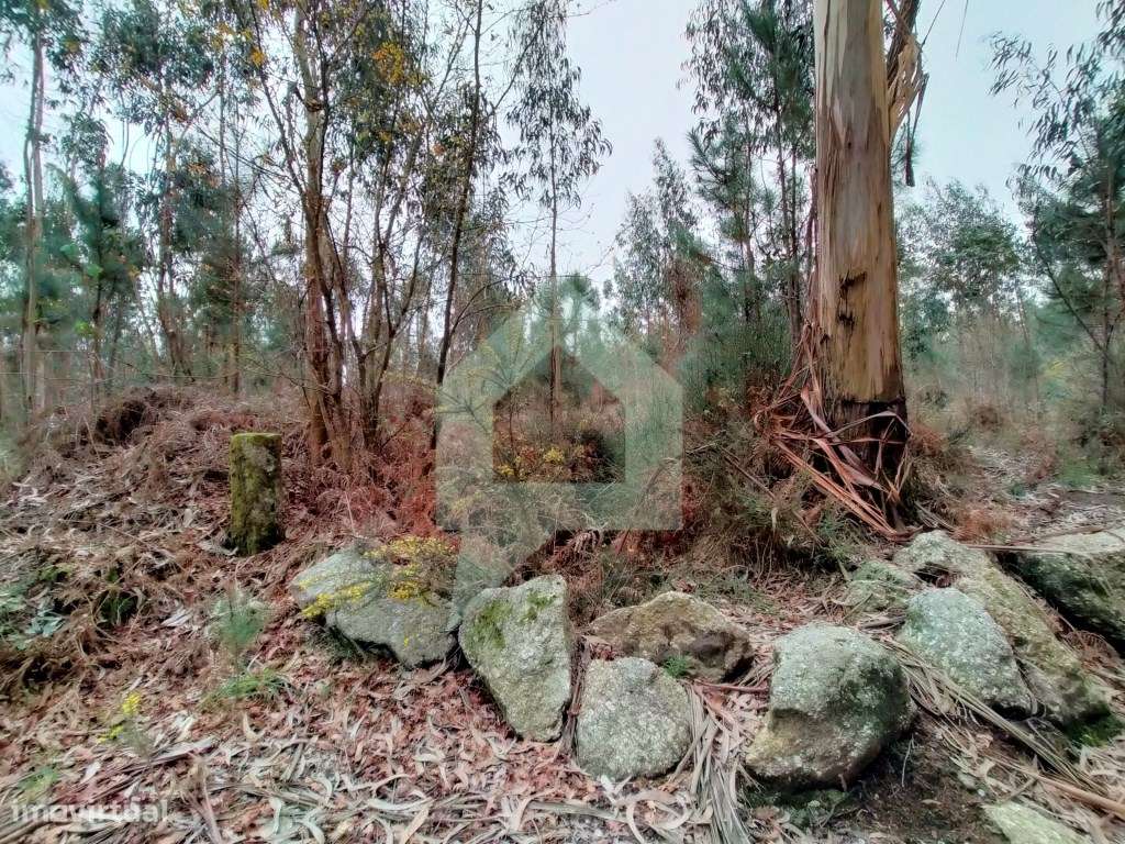 Terreno rustico em Silveiros-Barcelos - Grande imagem: 5/16