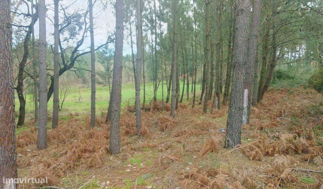 Terreno Rustico com pinheiros - Maceira. - Grande imagem: 4/12