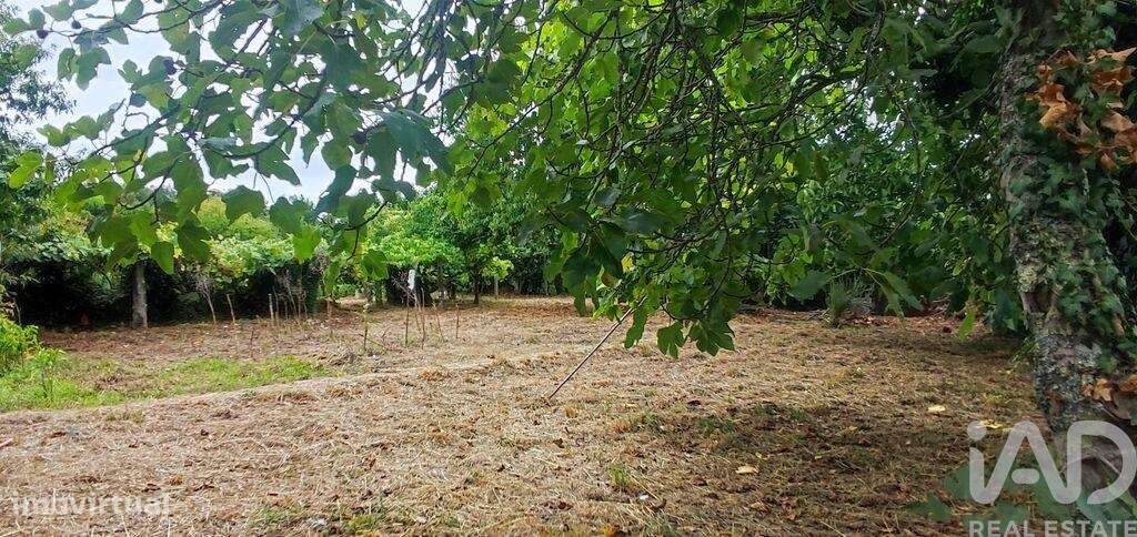 Terreno em Loivo - Grande imagem: 5/29